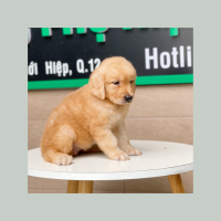 Golden Retriever - Màu Vàng Đậm (MS 06)