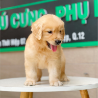 Golden Retriever - Màu Vàng Đậm (MS 08)