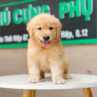Golden Retriever - Màu Vàng Đậm (MS 08)