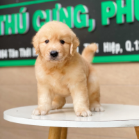 Golden Retriever - Màu Vàng Đậm (MS 09)