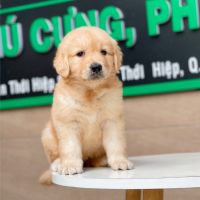 Golden Retriever - Màu Vàng Đậm (MS 10)