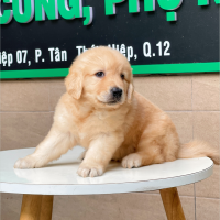 Golden Retriever - Màu Vàng Đậm (MS 10)