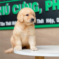 Golden Retriever - Màu Vàng Đậm (MS 10)