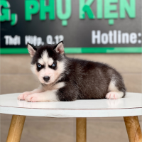 Husky Siberian - Màu Đen Trắng (MS 05)