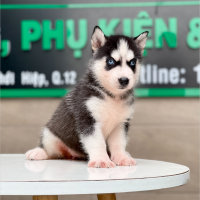 Husky Siberian - Màu Đen Trắng (MS 06)