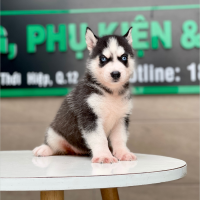 Husky Siberian - Màu Đen Trắng (MS 06)