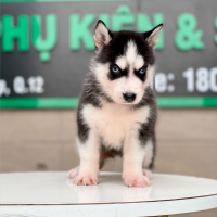 Husky Siberian - Màu Đen Trắng (MS 06)
