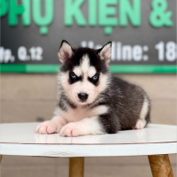 Husky Siberian - Màu Đen Trắng (MS 06)