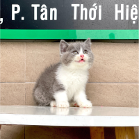 Anh Lông Ngắn - Màu Bicolor Xám (MS 01)