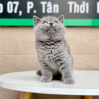 Anh Lông Ngắn - Màu Xám Xanh (MS 01)