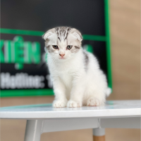 Mèo Tai Cụp - Màu Tabby Halerquin (MS 01)
