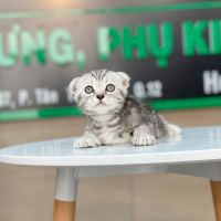 Mèo Tai Cụp - Màu Tabby Silver (MS 01)