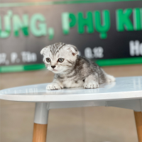 Mèo Tai Cụp - Màu Tabby Silver (MS 01)
