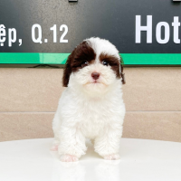 Poodle Tiny - Màu Bò Sữa (MS 01)