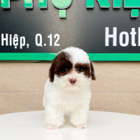 Poodle Tiny - Màu Bò Sữa (MS 01)