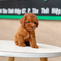 Poodle Tiny - Màu Nâu (MS 05)
