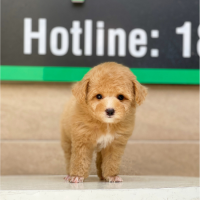 Poodle Tiny - Màu Mơ (MS 01)