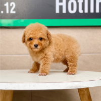 Poodle Tiny - Màu Mơ (MS 02)