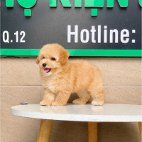 Poodle Toy - Màu Mơ (MS 02)