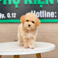 Poodle Toy - Màu Mơ (MS 04)