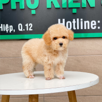 Poodle Toy - Màu Mơ (MS 04)