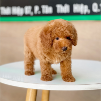 Poodle Toy - Màu Nâu (MS 15)