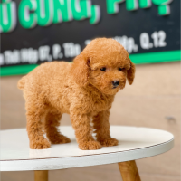 Poodle Toy - Màu Nâu (MS 16)