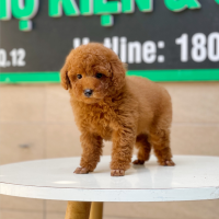 Poodle Toy - Màu Nâu (MS 11)