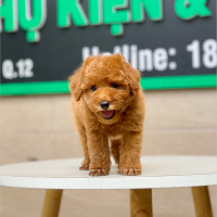 Poodle Toy - Màu Nâu (MS 12)