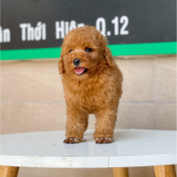 Poodle Toy - Màu Nâu (MS 07)