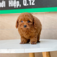 Poodle Toy - Màu Nâu (MS 08)