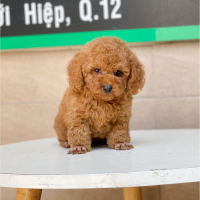 Poodle Toy - Màu Nâu (MS 10)