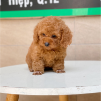 Poodle Toy - Màu Nâu (MS 10)