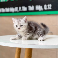 Anh Lông Ngắn - Màu Tabby Silver (MS 01)
