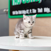 Anh Lông Ngắn - Màu Tabby Silver (MS 01)