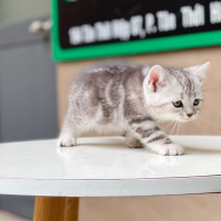 Anh Lông Ngắn - Màu Tabby Silver (MS 01)