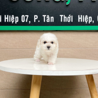 Poodle Tiny - Màu Trắng (MS 01)