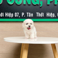 Poodle Tiny - Màu Trắng (MS 01)