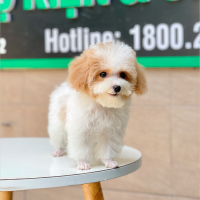 Poodle Tiny - Màu Bò Mơ (MS 02)