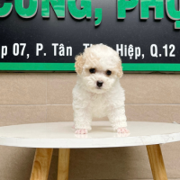 Poodle Tiny - Màu Trắng & Kem (MS 01)