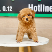 Poodle Toy - Màu Mơ (MS 03)