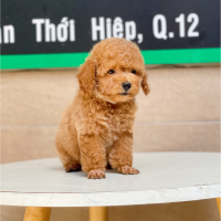 Poodle Toy - Màu Nâu (MS 03)