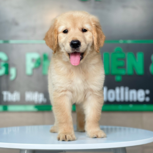 Golden Retriever - Màu Vàng Đậm (MS 15)