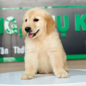 Golden Retriever - Màu Vàng Kem (MS 05)