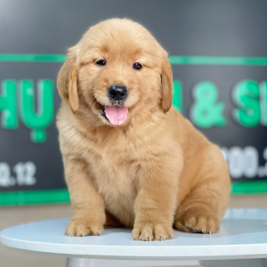 Golden Retriever - Màu Đỏ Bò (MS 03)