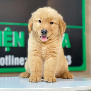 Golden Retriever - Màu Đỏ Bò (MS 04)