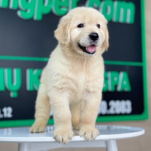Golden Retriever - Màu Vàng Kem (MS 10)
