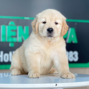 Golden Retriever - Màu Vàng Kem (MS 14)