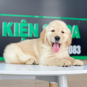 Golden Retriever - Màu Vàng Kem (MS 15)
