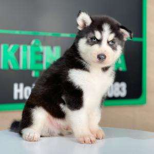 Husky Siberian - Màu Đen Trắng (MS 07)